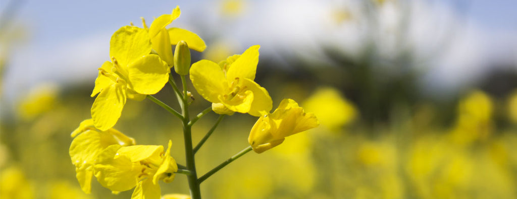 En Bourgogne, les champs de moutarde sont en fleurs