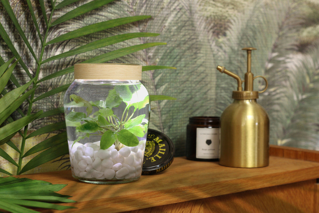 « Terrarium » aquatique DIY Maille